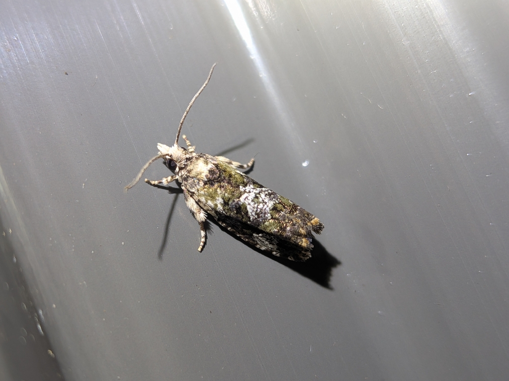 Zeiraphera subcorticana