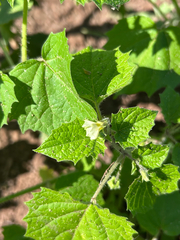 Physalis pruinosa, photograph author not stated, no rights reserved