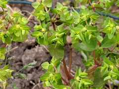 Euphorbia peplus