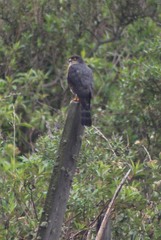 Accipiter striatus ventralis