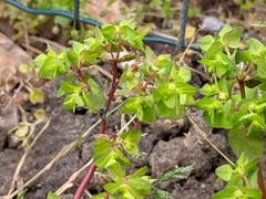 Euphorbia peplus