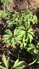 Anemonoides nemorosa