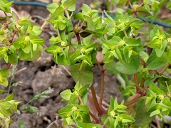 Euphorbia peplus