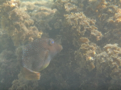 Canthigaster solandri
