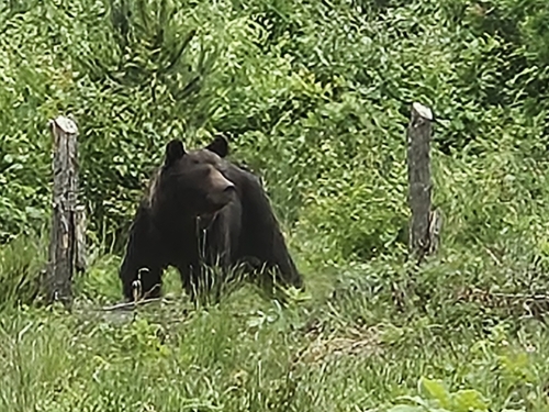 Eurasian Brown Bear