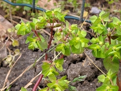 Euphorbia peplus