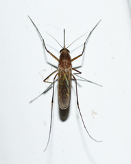 Culex nigripalpus