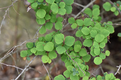 Spiraea blumei