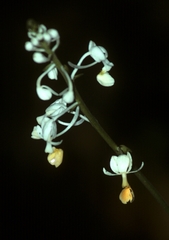 Calanthe zollingeri