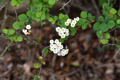 Spiraea blumei