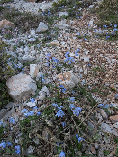 Scilla ingridiae