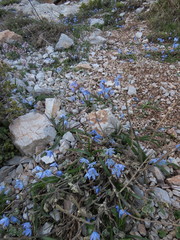 Scilla ingridiae