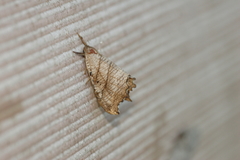 Drepana bilineata
