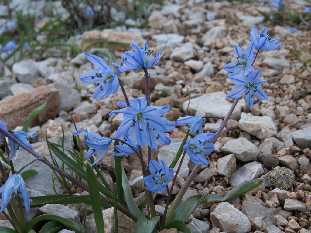 Scilla ingridiae