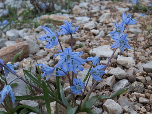 Scilla ingridiae
