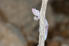 Hemidactylus persicus