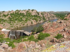 Neurocordulia xanthosoma