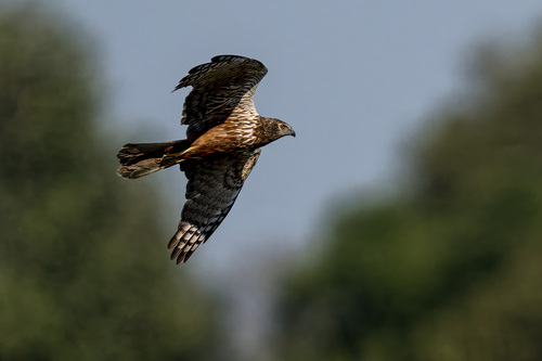 iNaturalist: (c) baldan, some rights reserved (CC BY-NC) iNaturalist image