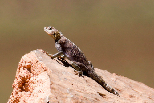 Bibron's Agama