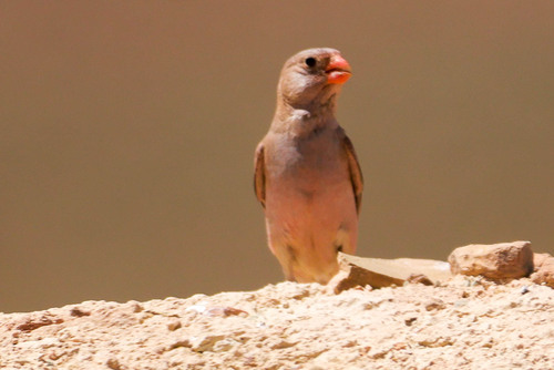 Trumpeter Finch