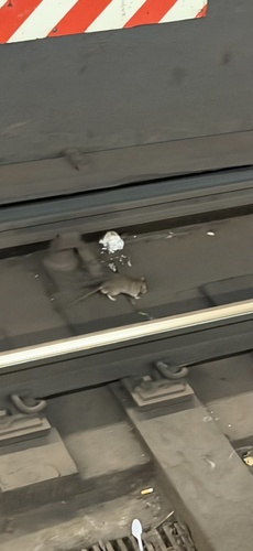Rat photographed near here on 2026-05-30