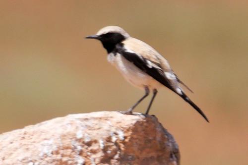 Desert Wheatear