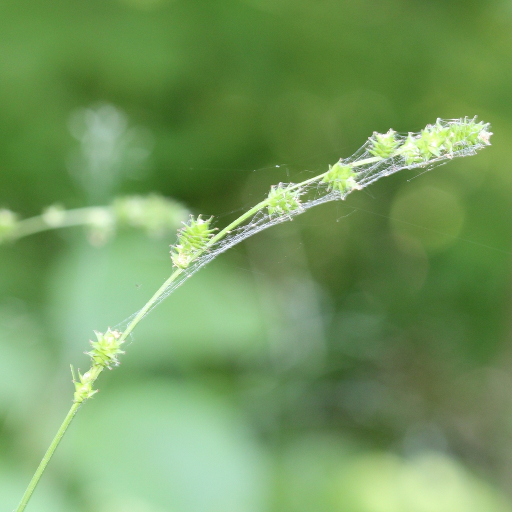 Carex sparganioides; photograph (c) adam1420, some rights reserved (CC BY)