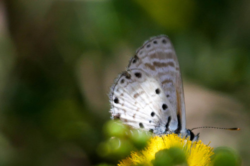 African Babul Blue