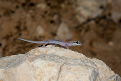 Hemidactylus persicus