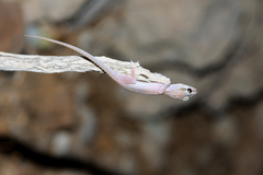 Hemidactylus persicus