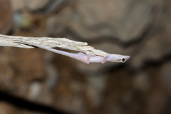 Hemidactylus persicus