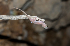 Hemidactylus persicus