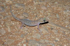 Hemidactylus persicus