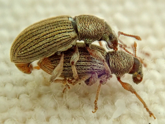 Polydrusus marginatus