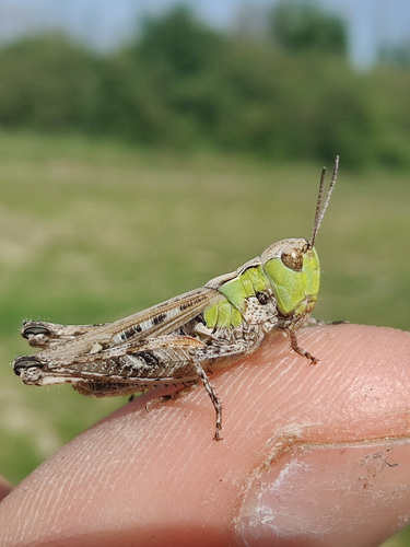 Myrmeleotettix maculatus