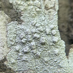 Pertusaria paratuberculifera