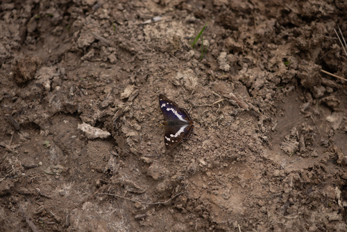 Purple Emperor