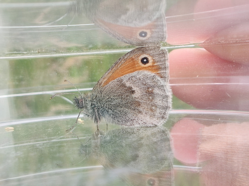 Small Heath