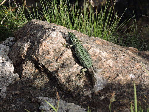 Cyren’s Rock Lizard, Comunidad de Madrid, ES-MD-MD, ES, photo 9 of 10