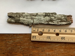 Pertusaria paratuberculifera