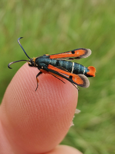 Fiery Clearwing