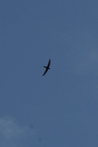 Common Swift