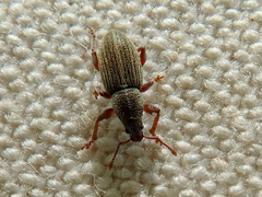 Polydrusus marginatus