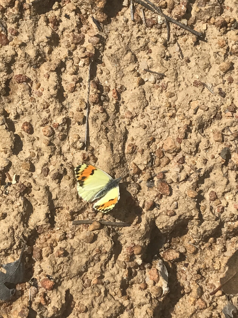 'Pacific' Sara Orangetip