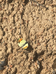 Anthocharis sara sara