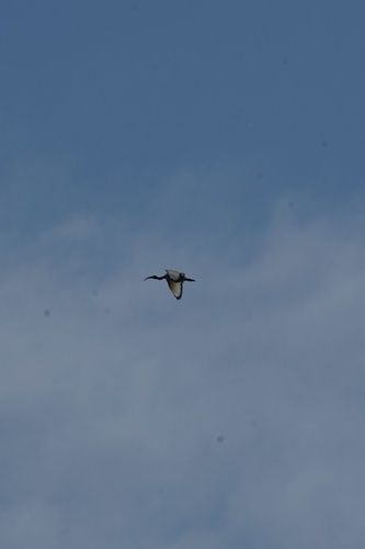 African Sacred Ibis