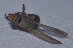 Heleomyzidae
