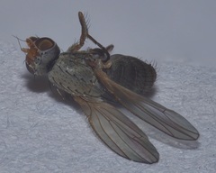 Heleomyzidae
