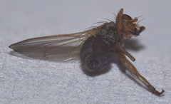 Heleomyzidae