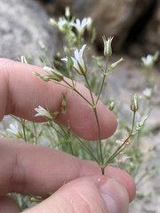 Eremogone stenomeres